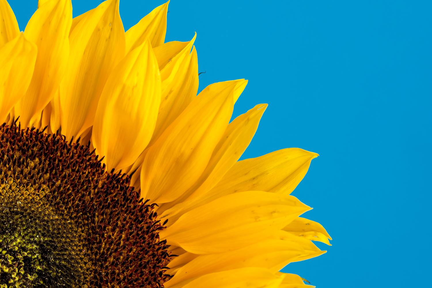 Sonnenblume vor Himmel, Symbol für die Ukraine